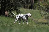 DALMATIEN 083